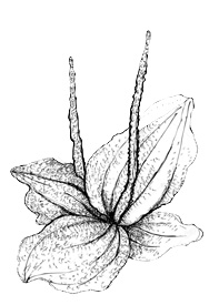 Image module